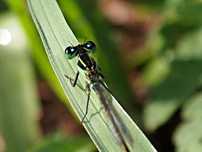 [A top-down view of the damselfly as it stands on a wide blade of grass. While the bottom half of the eyes are greenish-blue, the top half is all black except for two light blue spots, one atop each eye.]